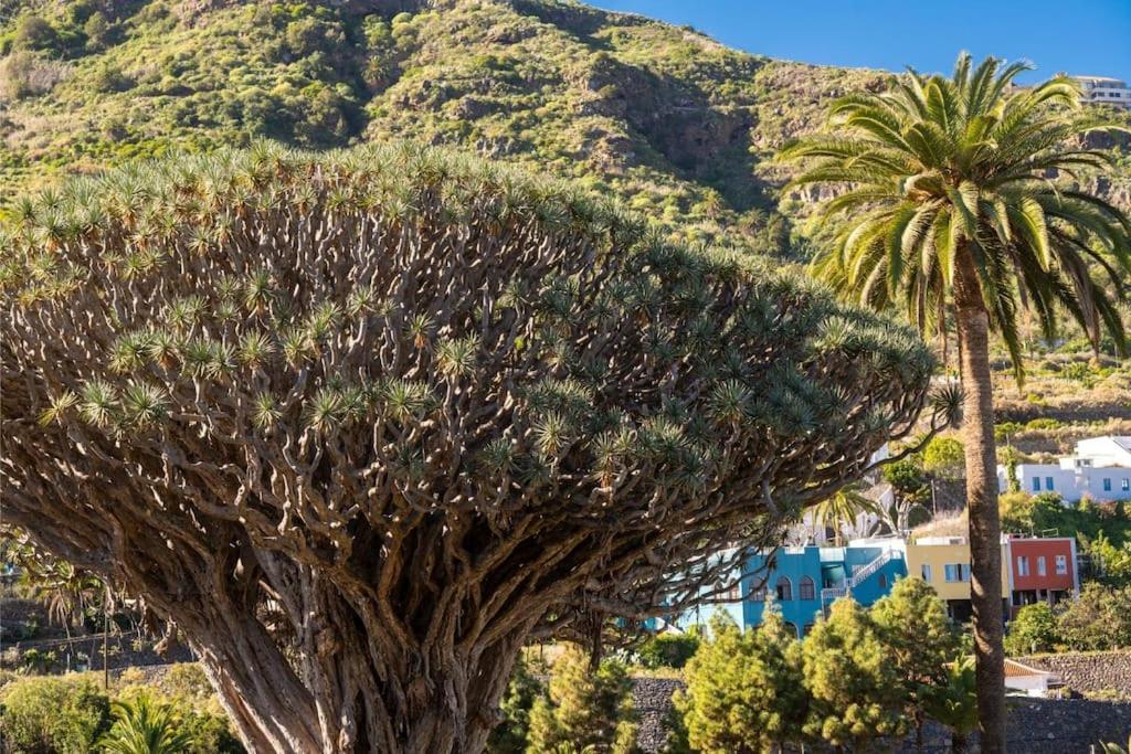 Apartmán Cerca Del Drago Icod De Los Vinos Exteriér fotografie